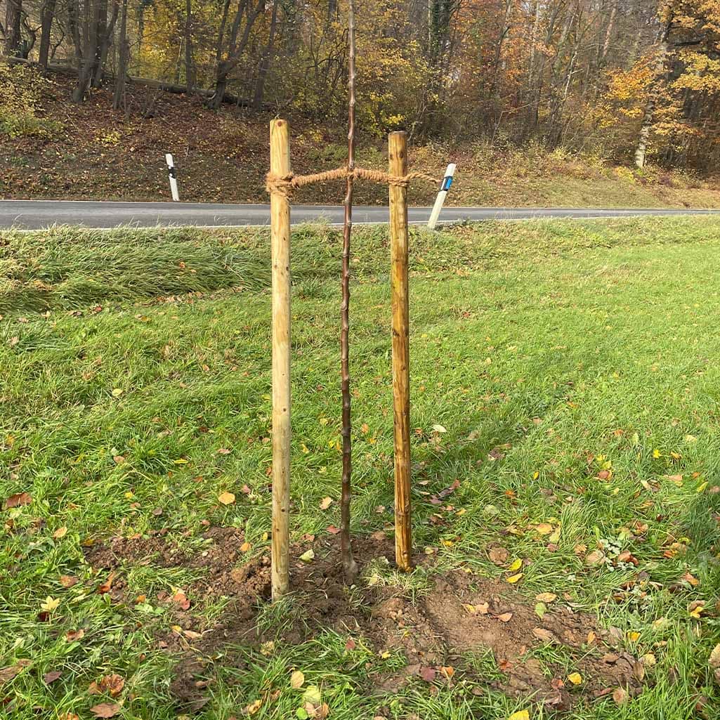 Ein junger Baum, unterstützt von zwei Holzpfosten, steht auf einem grasbewachsenen Feld nahe einer Straße.