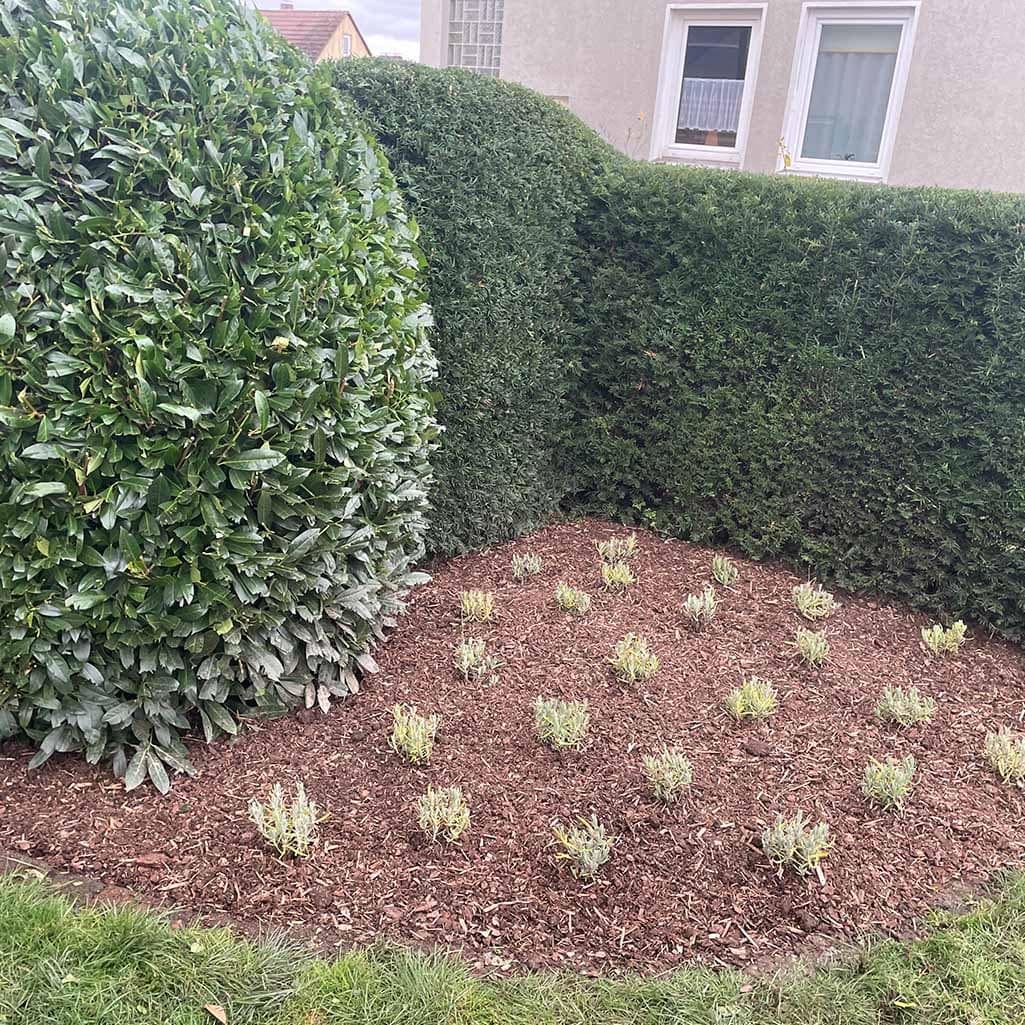 Ein grüner Garten mit frisch gepflanzten Kräutern vor großen Sträuchern und einem beige Gebäude dahinter.